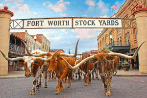 Top Things to do in Fort Worth, Dallas Fort Worth, DFW, Limousine, Party Bus, Shuttle, Charter, Birthday, Wedding, Bachelor Party, Bachelorette, Nightlife, Sports, Cowboys, Rangers, Mavericks
